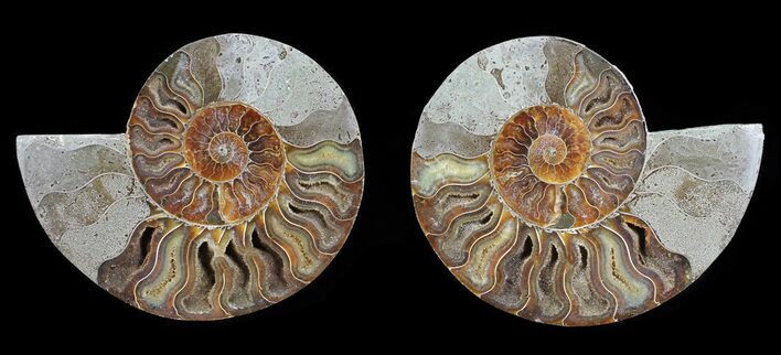 Polished Ammonite Pair - Agatized #54309